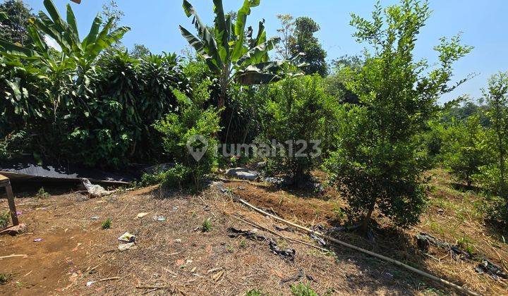 Tanah Kebun Dijual Murah Shm Di Padaluyu Cugenang 1