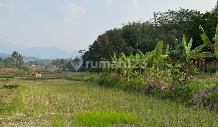 For Sale Fast Owner Bu Sawah Already SHM In Sukamakmur