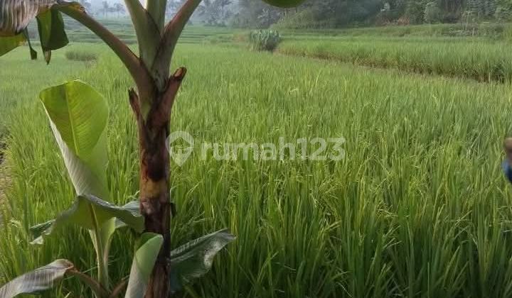 Tanah Sawah Produktif Di Pabuaran Sukamakmur