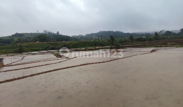 Sawah Produktif di Bogor Timur Pabuaran Sukamakmur Sawah Produktif di Bogor Timur Pabuaran Sukamakmur