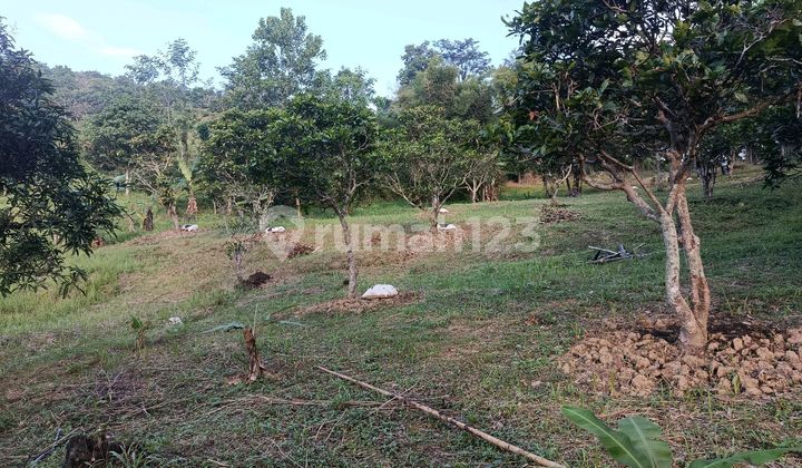 Strategic land in Sukamakmur. Bright prospects, suitable for investment. Strategic land in Sukamakmur. Bright prospects, suitable for investment.