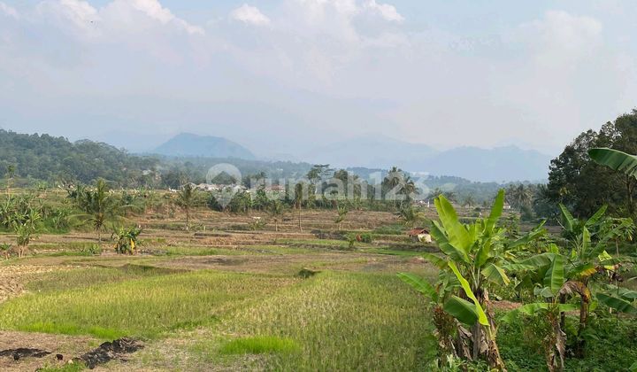 Quick Sale Productive Rice Field Best View In Sukamakmur