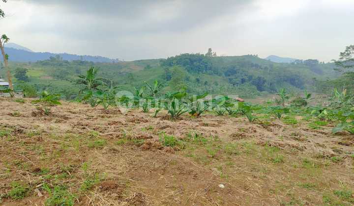 Tanah Shm Pinggir Jalan Raya View Bagus Di Sukamakmur Tanah Shm Pinggir Jalan Raya View Bagus Di Sukamakmur