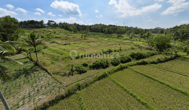 View Hamparan Sawah Tanah Dijual Hanya 70 Meter Jl. Nanggulan 2