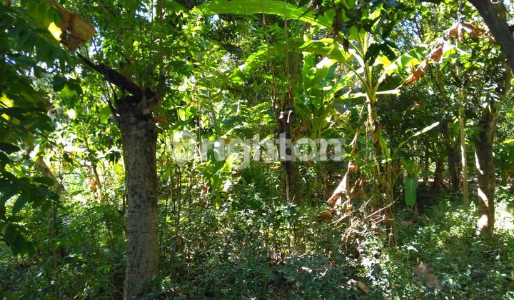 Land in the Air Sanih Area, Singaraja