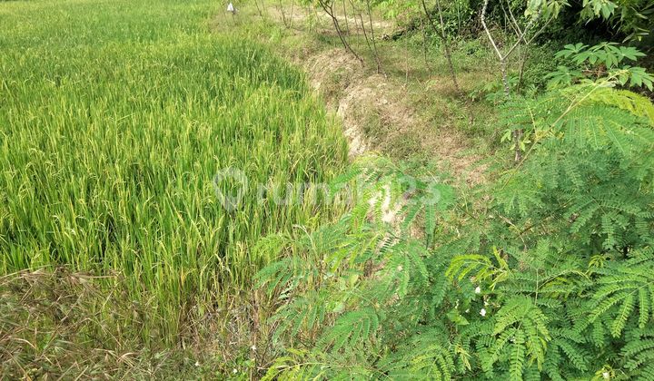 Tanah Dijual Murah Di Karangturi Gondangrejo Karanganyar, Cocok Untuk Perumahan, Harga 500rb/m² Nego Tanah Dijual Murah Di Karangturi Gondangrejo Karanganyar, Cocok Untuk Perumahan, Harga 500rb/m² Nego