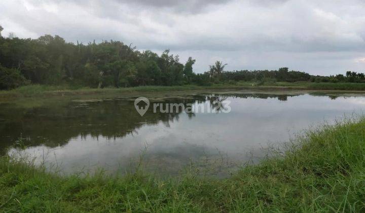 Tanah Tambak di Tanah merah Saronggi Madura 1