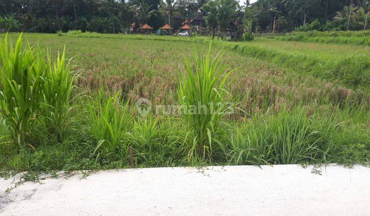 Di Jual Tanah Hak Milik 39.25 Are Kuwum Mengwi 2