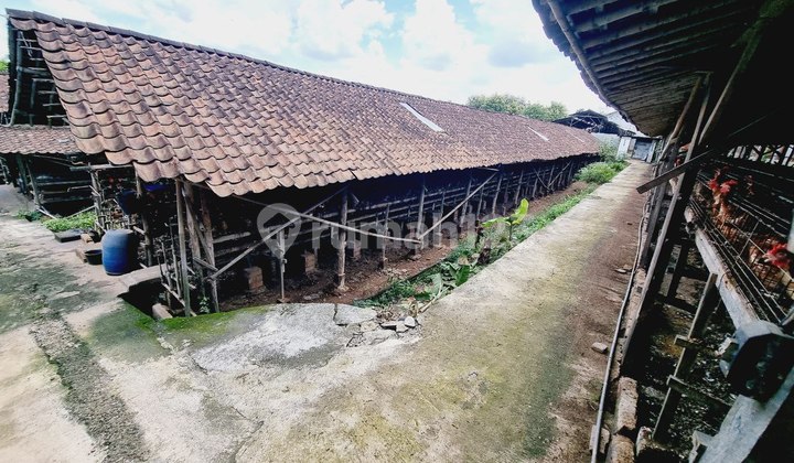Bangunan Komersil Usaha Ternak Ayam Aktif Lahanluas