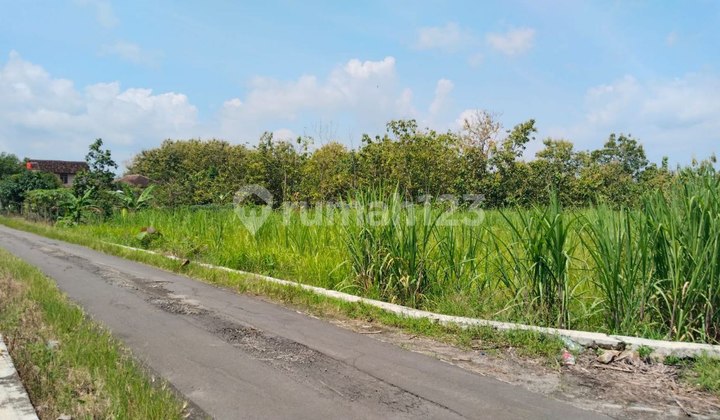 Cheap Backyard Land Suitable for Chicken Coop