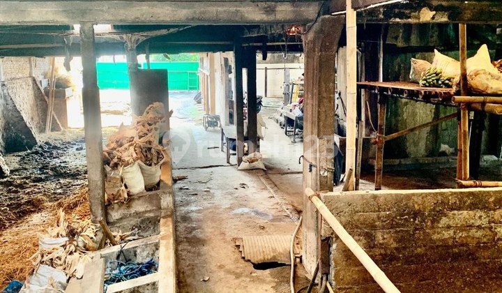 Active Livestock Farm in Ampel Village, Boyolali 2