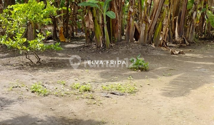 Dijual Murah Kebun Tanah di Plosokerep Jombang