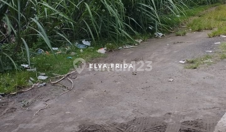 Dijual Murah Tanah Sawah 700 Juta di Desa Nglele Jombang