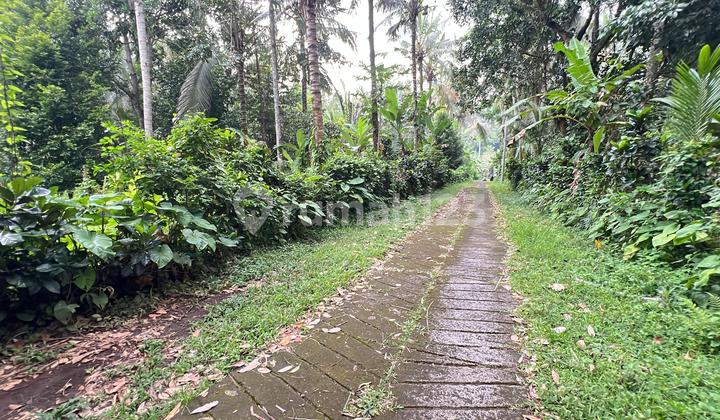 Dijual Tanah Kebun Isi Aneka Buah Lokal Tabanan Bali