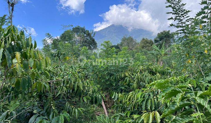 Cheap coffee plantation land with mountain views in Tabanan, Bali.  1