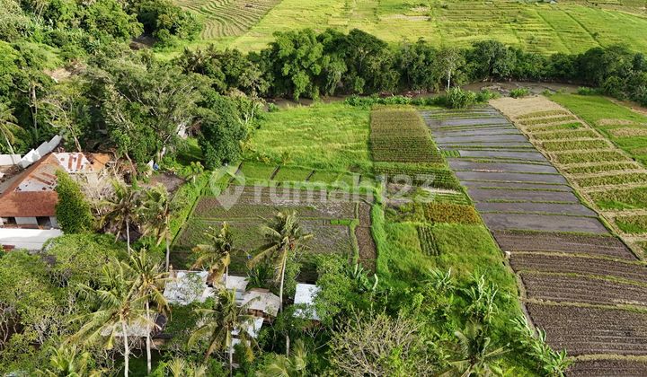 For Sale Land River View Beautiful Rice Field Near Kelating Beach Tabanan Bali For Sale Land River View Beautiful Rice Field Near Kelating Beach Tabanan Bali