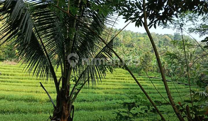 Dijual Tanah Kebun View Sawah Cocok Untuk Vila Dan Investasi Di Tabanan Bali