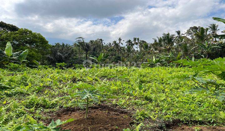 Flat Contour Durian Garden Land with Mountain View in Tabanan Bali 2