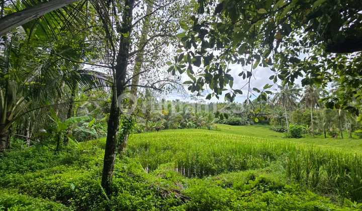 For Sale Rice Field View Land in Tabanan Bali