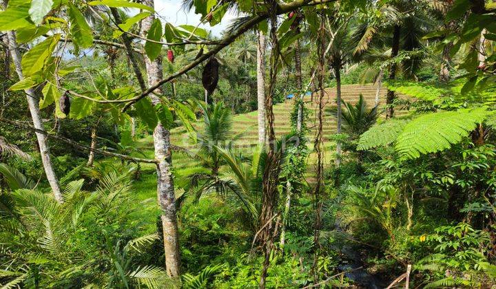 Small Large Garden Land with Rice Field View in Los Sungai in Tabanan Bali. 2