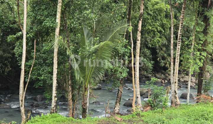For Sale: Los Sungai View Rice Field Land in Tabanan, Bali