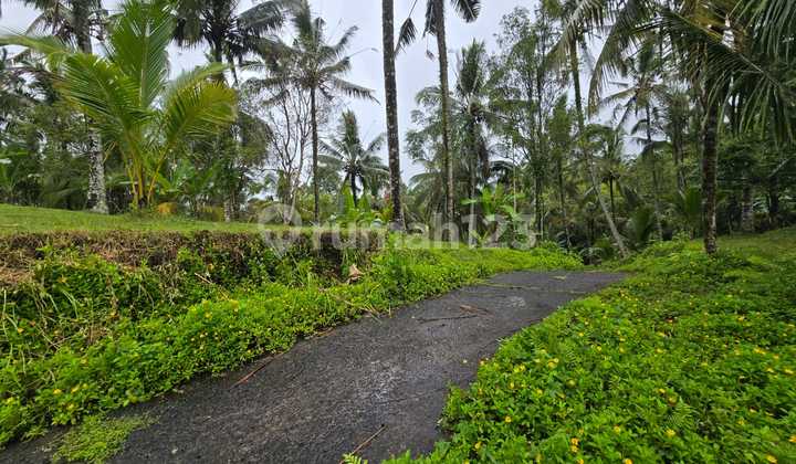 Dijual Tanah Murah di Tabanan Bali Suasana Sejuk Jauh Dari Kebisingan