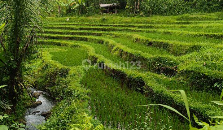 Garden land + rice paddies are cheap in Bali 1