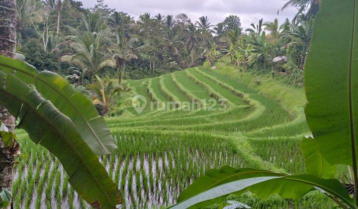 Garden land + rice paddies are cheap in Bali 2