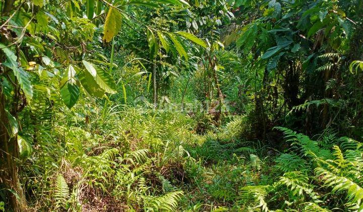 Tanah Kebun View Laut Murah Di Tabanan Bali 2