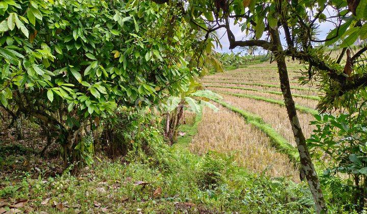 Tanah kebun Los sungai view sawah di tabanan bali 1