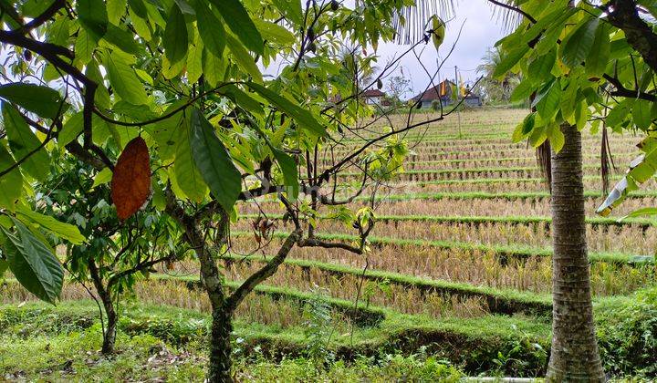 Los river garden land with rice field view in Tabanan Bali 2