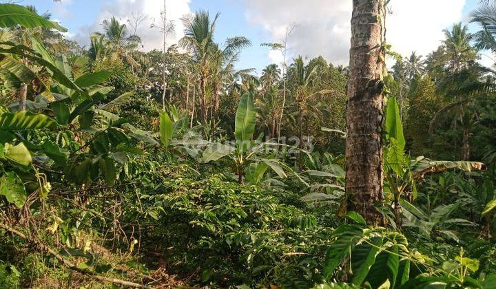 Tanah kebun durian dan manggis di tabanan bali 1