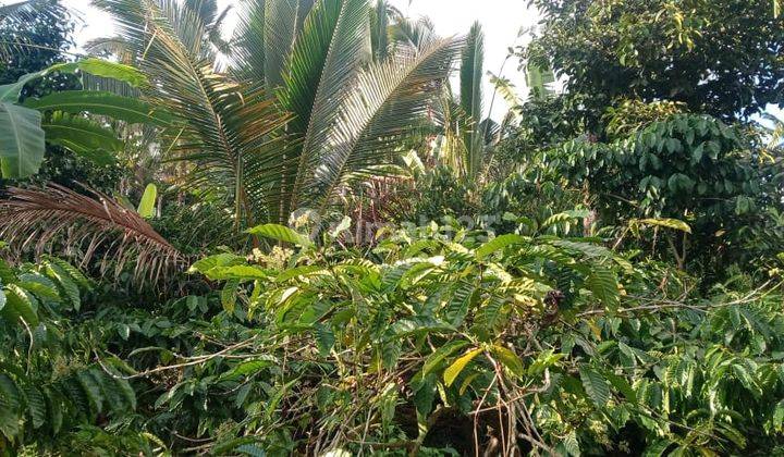 Tanah kebun durian dan manggis di tabanan bali 2