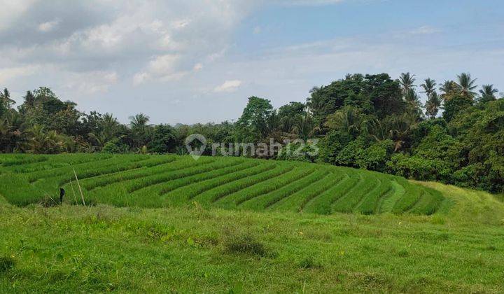 Tanah kebun los sungai view sawah 100 meter dari pantai 2