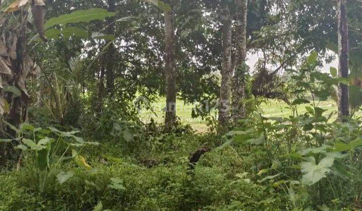 Garden land with a flat contour rice field view in Bali 1