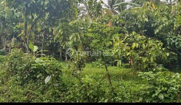 Garden land with a flat contour rice field view in Bali 2