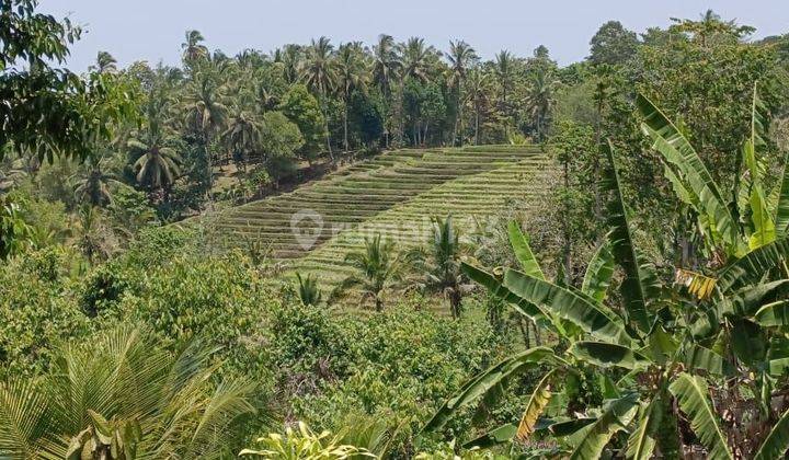 Tanah kebun view sawah terasering murah di Tabanan Bali 1