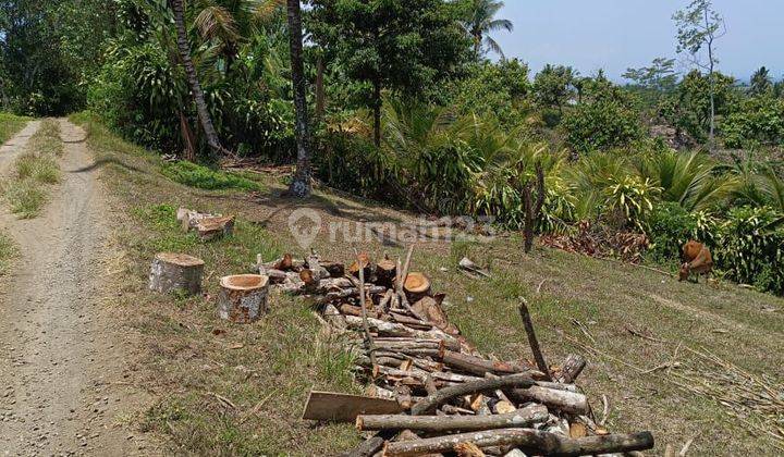 Tanah kebun view sawah terasering murah di Tabanan Bali 2