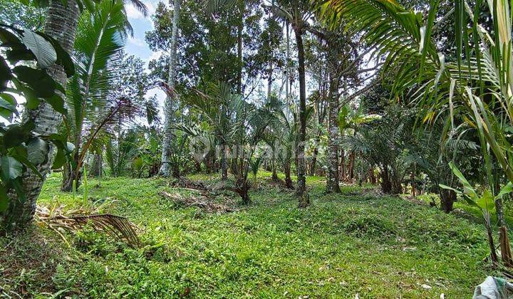 Land for sale for mangosteen and durian plantations ready to harvest 1