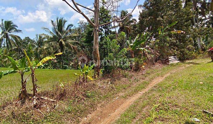 Land for sale for mangosteen and durian plantations ready to harvest 2