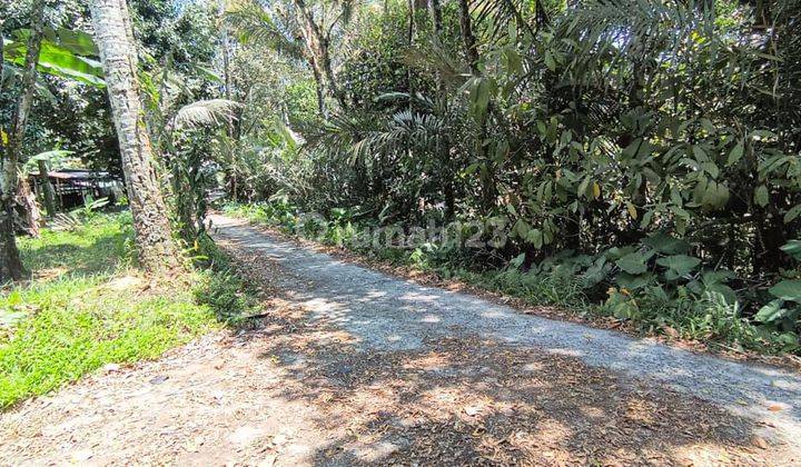 Tanah kebun durian dan full manggis di Tabanan Bali 1