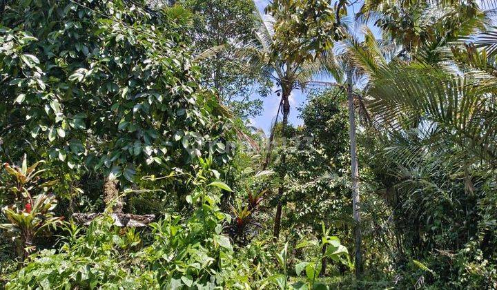 Tanah kebun durian dan full manggis di Tabanan Bali 2