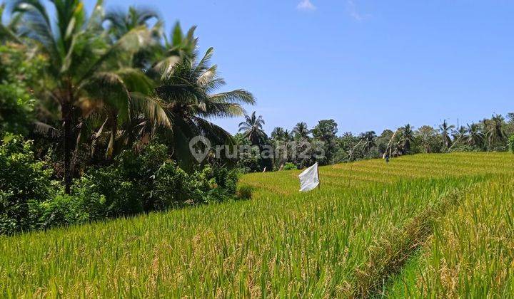 Land for gardens with views of Los River rice fields in Bali. 1