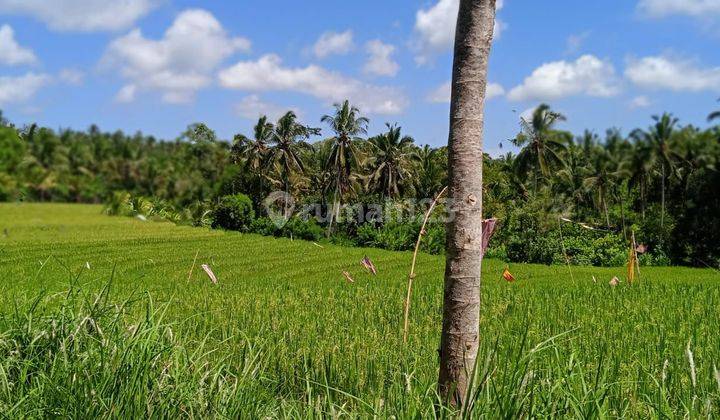 Land for gardens with views of Los River rice fields in Bali. 2