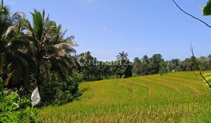 Tanah kebun view sawah Los sungai di bali. 2