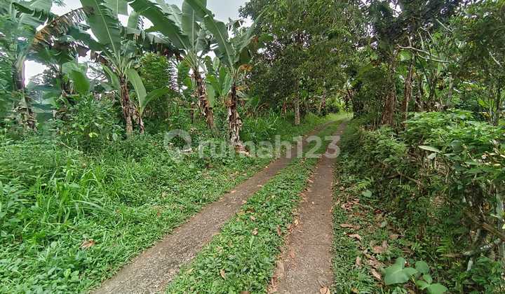 Jual Tanah Kebun Kopi Murah Di Tabanan Bali. 1