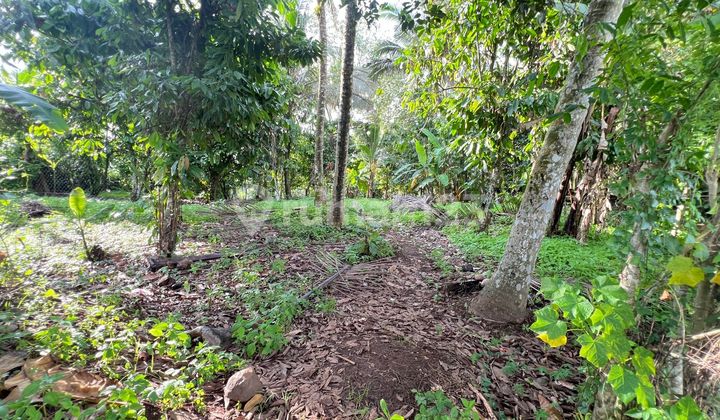 Selling Land with Rice Field View, Mountain, River in Tabanan Bali
