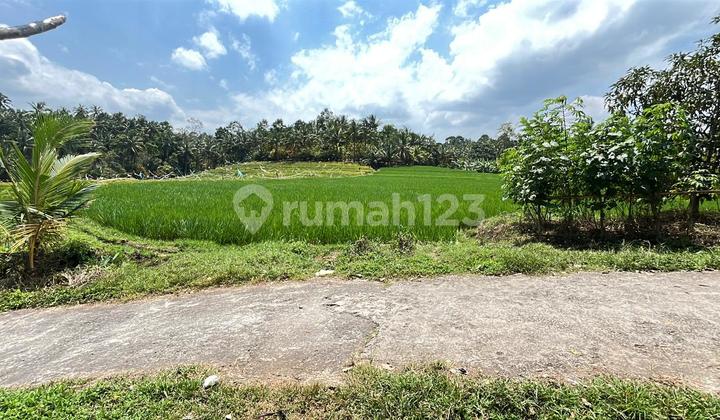 Tanah Sawah Aktif Dan Strategis Di Tabanan Bali