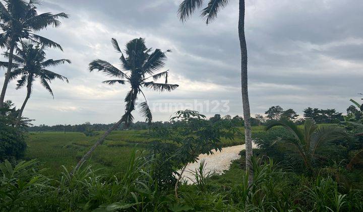 Tanah Kebun Durian Dan Alputakat View Sawah Gunung Di Tabanan Bali. 2