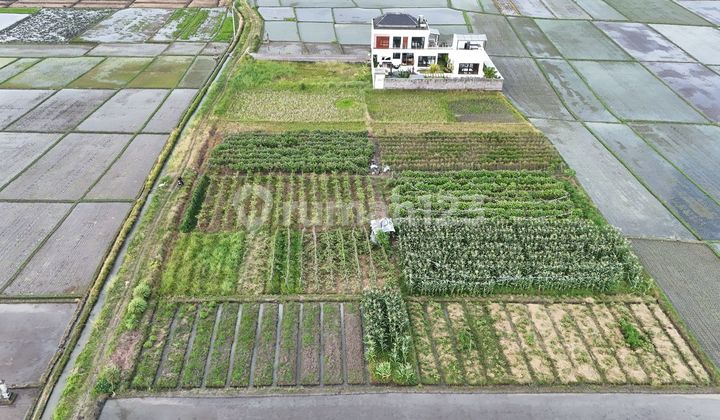 For Sale Land in Pink Zone 2 Minutes to the Beach in Kelating Tabanan Bali For Sale Land in Pink Zone 2 Minutes to the Beach in Kelating Tabanan Bali